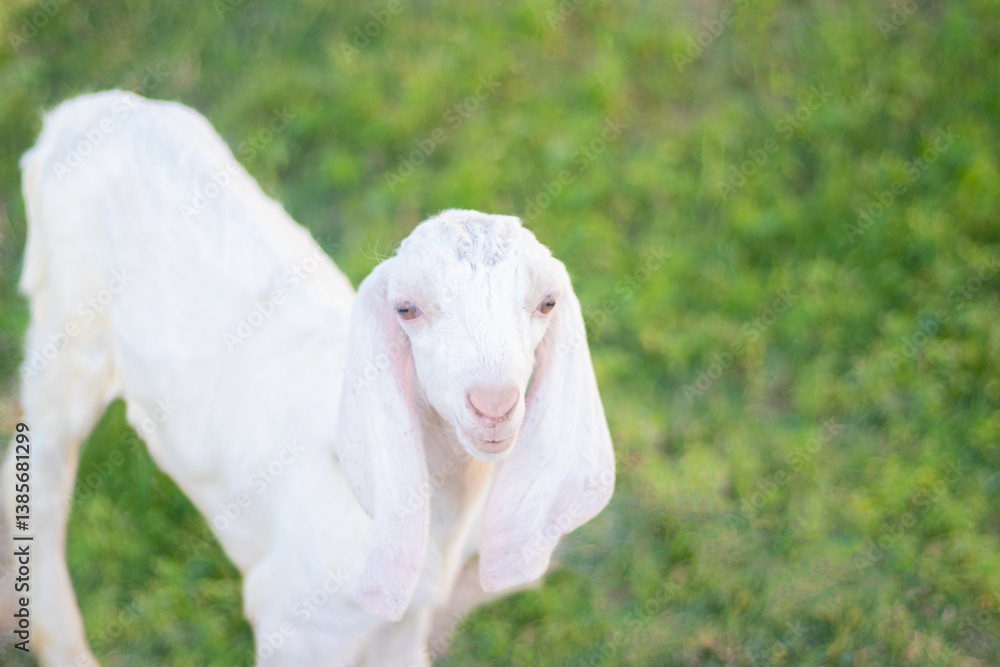 Obraz premium White cute goat on green grass looking towards the camera