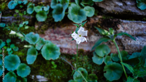 Campanilla blanca delante de un muro de piedra