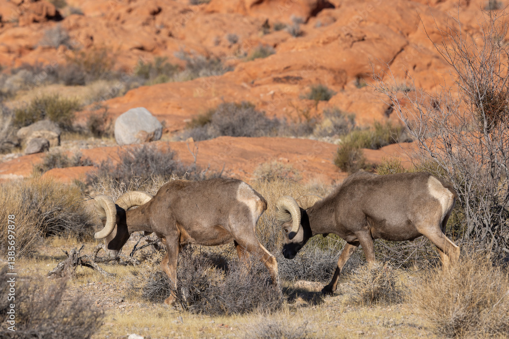 Naklejka premium Desert Bighorn Sheep Rams in the Valley of Fire state park Nevada in Winter