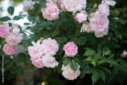 Wallpaper Mural many beautiful buds of pale pink roses on a bush in spring, flowering, gardening Torontodigital.ca