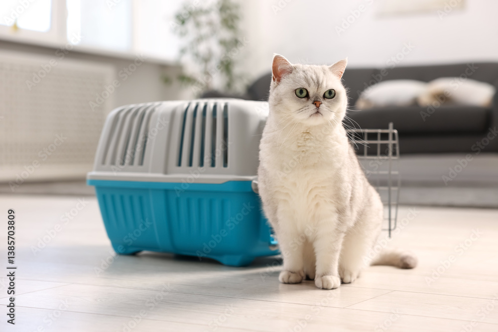 Cute cat and pet carrier on floor indoors