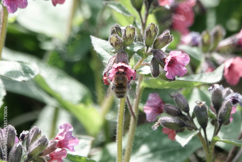 A Hairy-footed Flower-bee (Anthophora plumipes) feeding on lungwort flowers