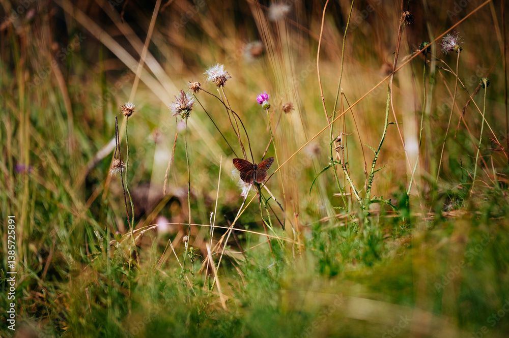 Close up details of forest in Switzerland , butterflies on tall grass Close up details of forest in Switzerland , butterflies on tall grass