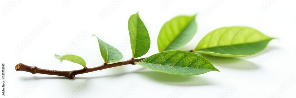 Fototapeta premium Isolated single branch on white surface with bark details, closeup, forest, bark