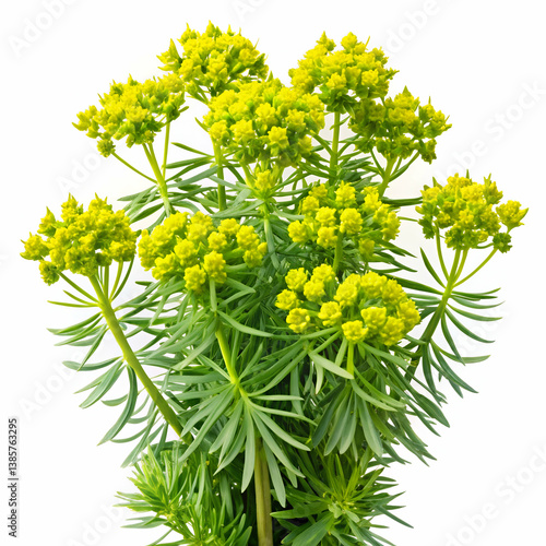 Cypress Spurge on white background
