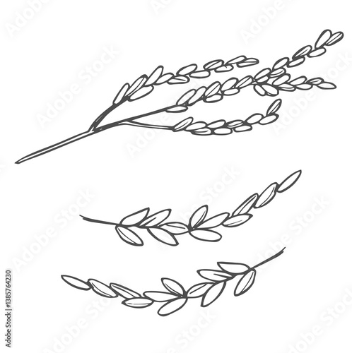 Rice cereal crop outline icon vector illustration. Line hand drawing grain plant with leaf, stalk and seeds in panicle