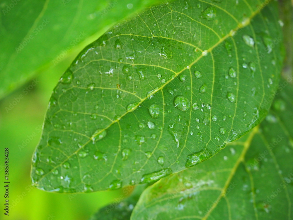 Fototapeta premium A close-up shot of a vibrant green leaf with water droplets glistening on its surface