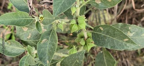 Foto Nightshade Withania somnifera Ashwagandha berry fruit and fresh leaves