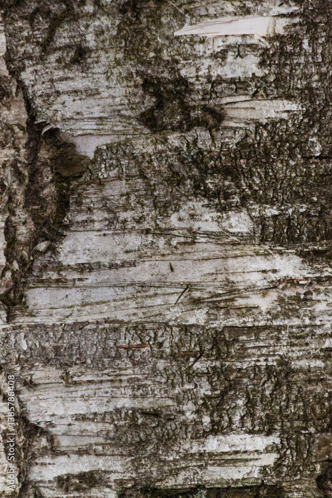 Fototapeta premium Beautiful unique macro wood texture of bark with cracks and irregularities of a large majestic powerful strong living aged tree growing in a forest park in nature.