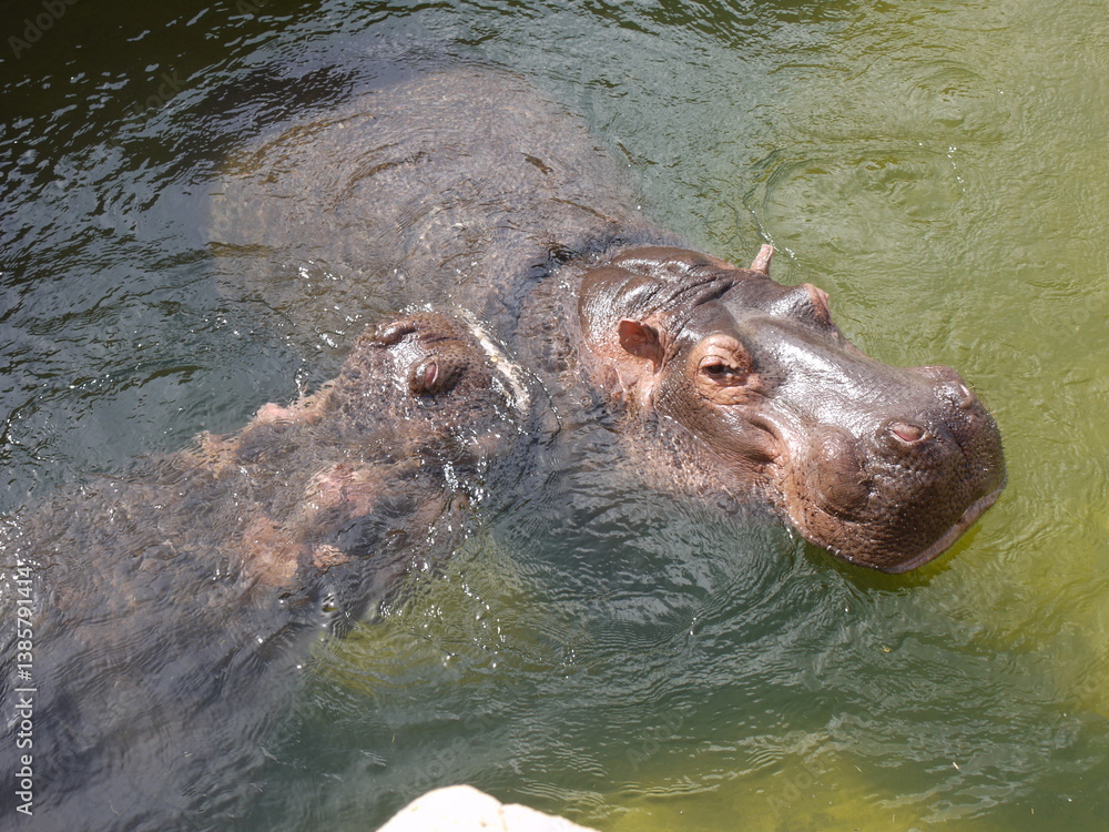 Fototapeta premium Hippopotamus