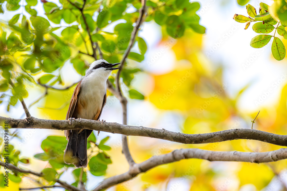 White-crested laughingthrush (Garrulax leucolophus) White-crested laughingthrush (Garrulax leucolophus)
