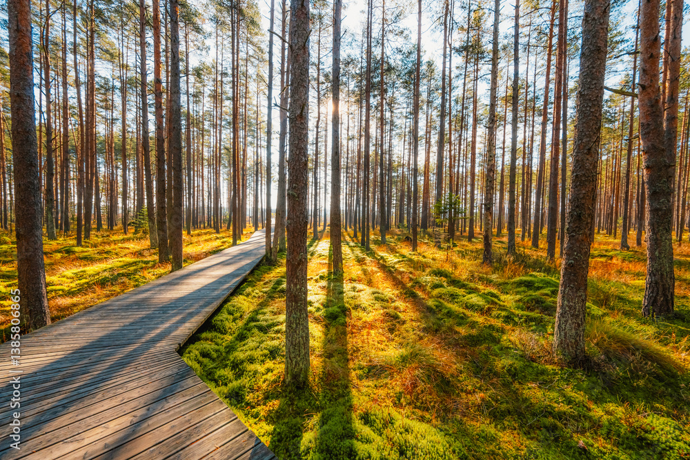 Fototapeta premium A wooden walking path Bor na Czerwonem nature reserve in Nowy Targ in Poland
