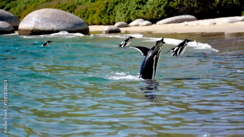 African penguins jumping out of the water at boulders beach
