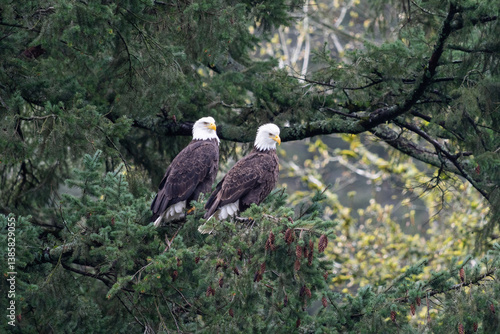 Two bald Eagles on a Douglas Fir tree in the Columbia River Gorge, Oregon