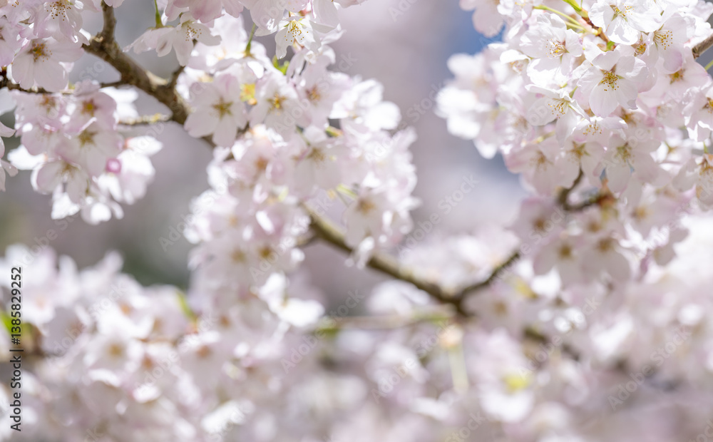 Naklejka premium Beautiful Pink Cherry Blossoms