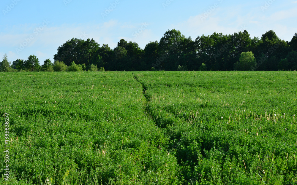 Fototapeta premium Green field with a path leading to the forest