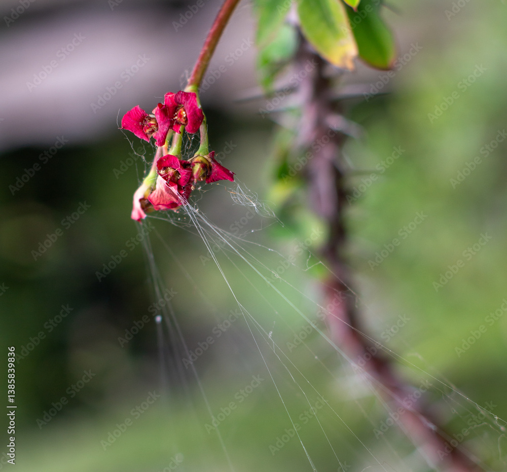 Spider web on red flowers at Medellín Botanical Garden. Colombia, Antioquia