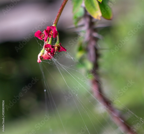 Obraz na płótnie Spider web on red flowers at Medellín Botanical Garden. Colombia, Antioquia w salonie
