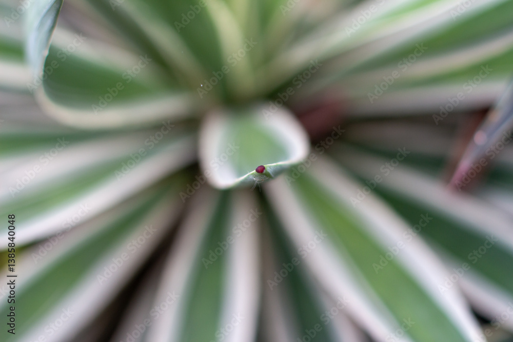 Macro shot of an Aloe leaf showing sharp edges and intricate details at Jardín Botánico de Medellín, medellin. Colombia, Antioquia, capturing the natural beauty of succulents