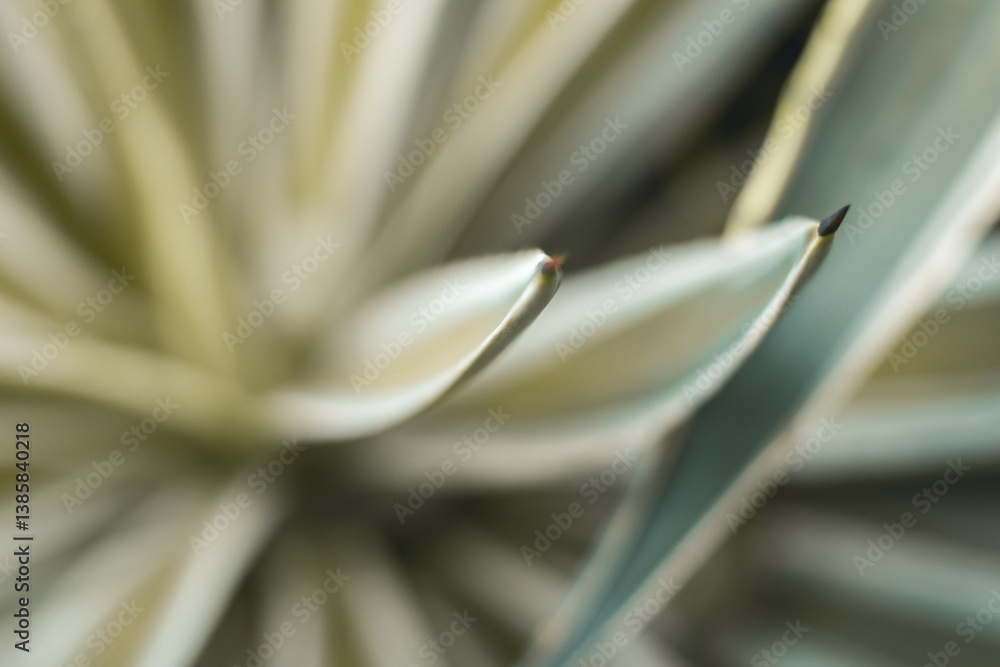 Macro shot of an Aloe leaf showing sharp edges and intricate details at Jardín Botánico de Medellín, medellin. Colombia, Antioquia, capturing the natural beauty of succulents