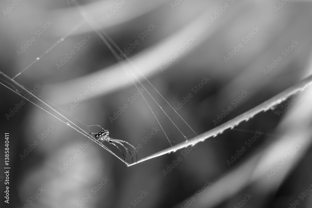 spider web with dew drops