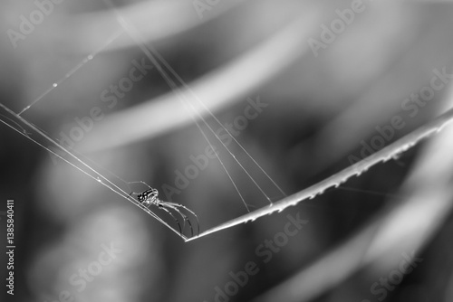 spider web with dew drops