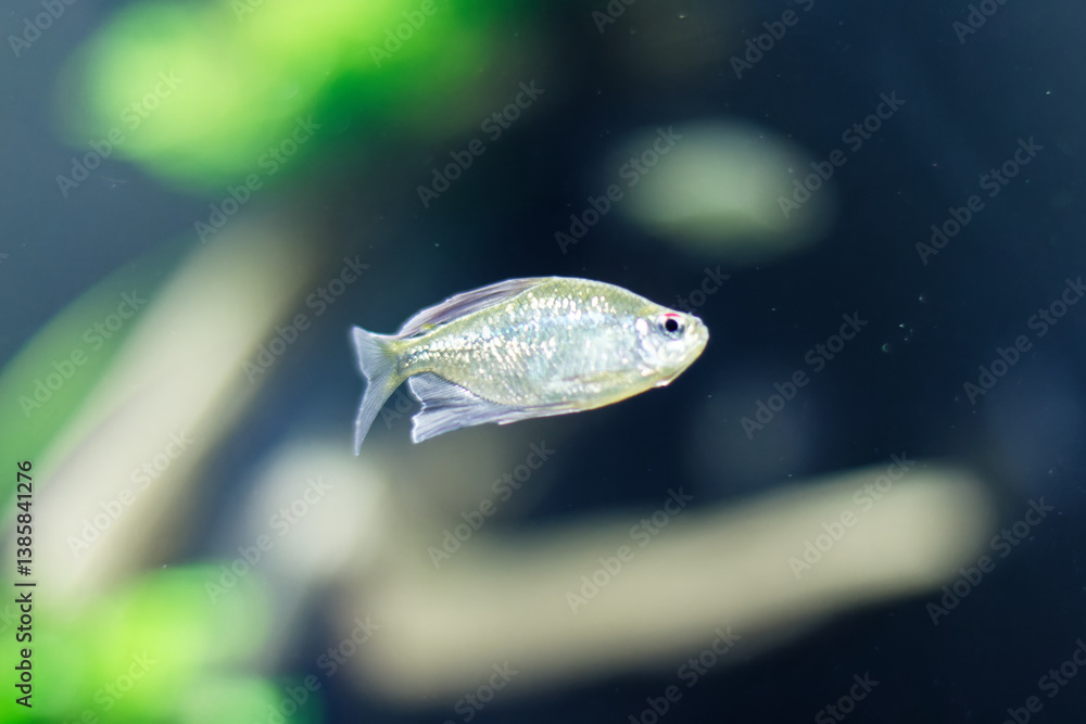 Silvery fish with a red mark near its eye swimming gracefully in the Explora Aquarium, Medellín, Antioquia, Colombia. Blurred green and beige background enhances the serene underwater scene