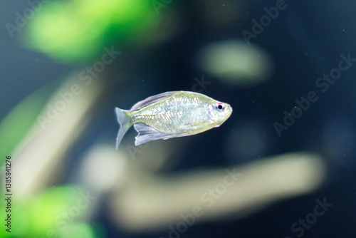 Obraz na płótnie Silvery fish with a red mark near its eye swimming gracefully in the Explora Aquarium, Medellín, Antioquia, Colombia. Blurred green and beige background enhances the serene underwater scene w salonie