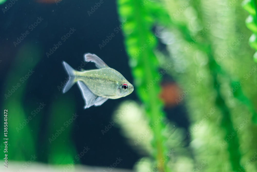 Silvery fish with a red mark near its eye swimming gracefully in the Explora Aquarium, Medellín, Antioquia, Colombia. Blurred green and beige background enhances the serene underwater scene