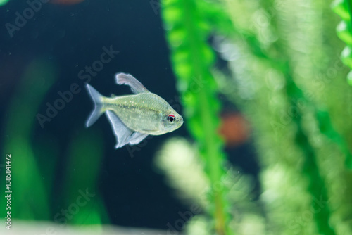 Obraz na płótnie Silvery fish with a red mark near its eye swimming gracefully in the Explora Aquarium, Medellín, Antioquia, Colombia. Blurred green and beige background enhances the serene underwater scene w salonie