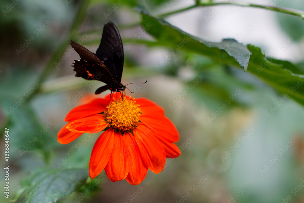 Butterfly feeding on orange flower at Jardín Botánico de Medellín, Medellin. Colombia, Antioquia.