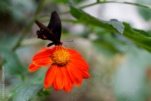 Obraz na płótnie Butterfly feeding on orange flower at Jardín Botánico de Medellín, Medellin. Colombia, Antioquia. w salonie