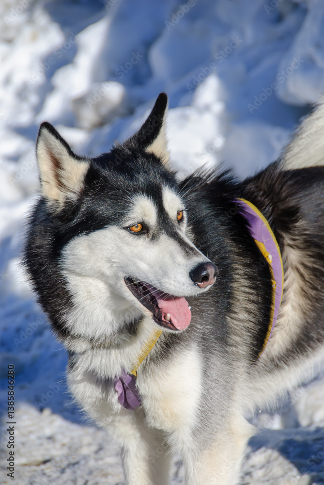 A close-up of a husky's face, showcasing its piercing blue eyes, thick fur, and alert expression. The dog's features are sharp, with a calm yet intense look. A close-up of a husky's face, showcasing its piercing blue eyes, thick fur, and alert expression. The dog's features are sharp, with a calm yet intense look.