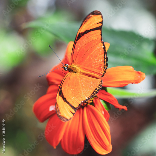 Vibrant Orange Butterfly on Flower in Medellin Botanical Garden, Antioquia, Colombia, Medellín. Captivating moment of nature's beauty in a serene garden setting