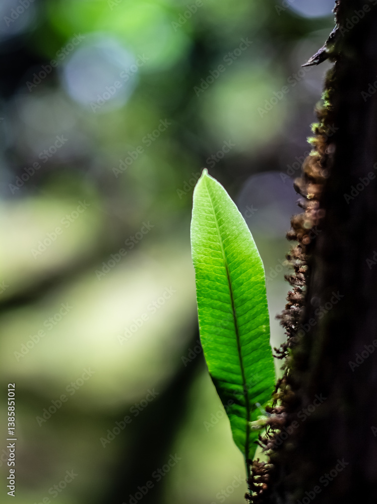 Small leave of asplenium scolopendrium, commonly known as the hart's-tongue fern, and which is an evergreen fern.