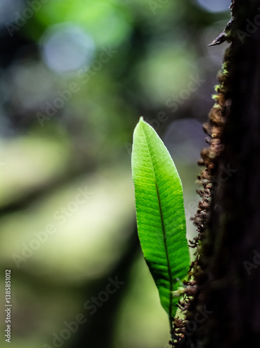 Obraz na płótnie Small leave of asplenium scolopendrium, commonly known as the hart's-tongue fern, and which is an evergreen fern. w salonie