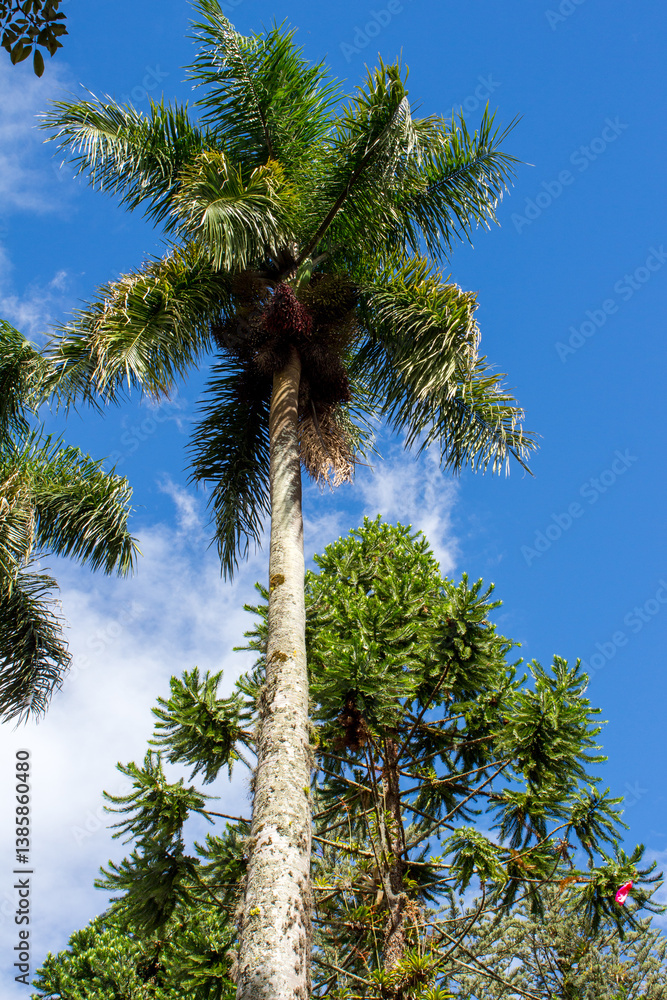 Majestic palm tree soaring against the vibrant blue skies in Popayán, Popayan, Cauca, Colombia. A harmonious blend of tropical greenery and pristine natural beauty in the picturesque landscape
