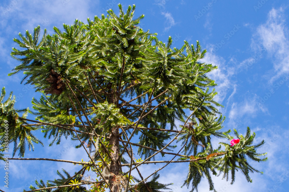 Towering green tree with vibrant foliage and a single red flower in Popayán, Popayan, Cauca, Colombia. A striking contrast of natural colors under a clear, blue sky.