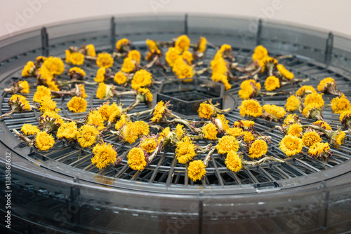 Foto Close up of a coltsfoot / tussilago farfara blossoms on a herb dryer