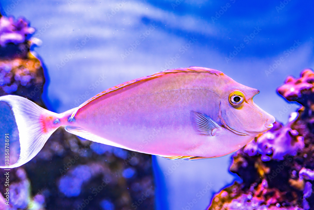 Bluespine Unicorn Tang Fish Waikiki Oahu Hawaii