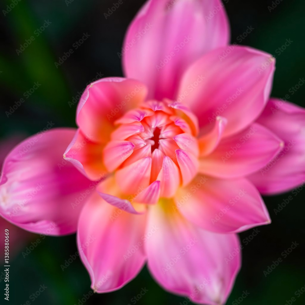 pink and white flower pink and white flower