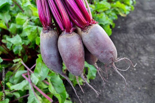 Bunch of long beetroots (Cylindra variety) with leaves are harvested held above the ground next to the row of growing beets in the garden.
