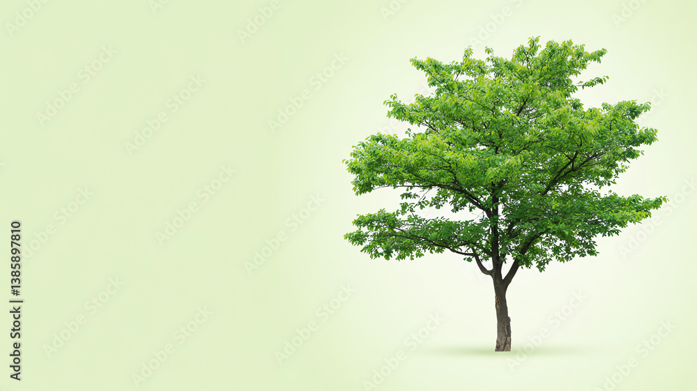 Obraz premium Single Green Tree on Light Minimal Background