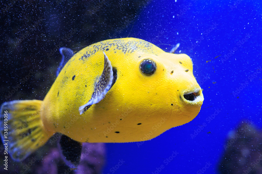 poisson ballon jaune dans son bassin