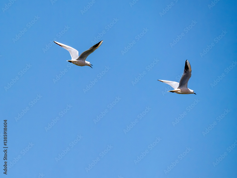 Obraz premium Two flying black-headed gulls (Chroicocephalus) over the harbor basin of Houmt Souk.