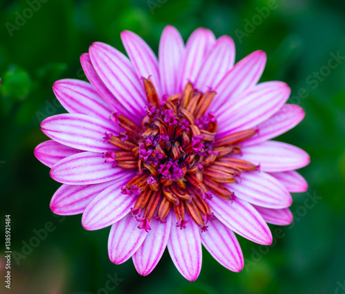 close up of pink flower