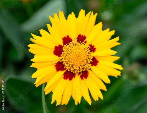 yellow flower in the sun