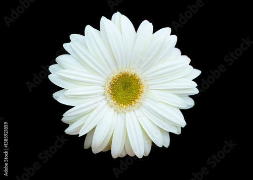 white daisy flower