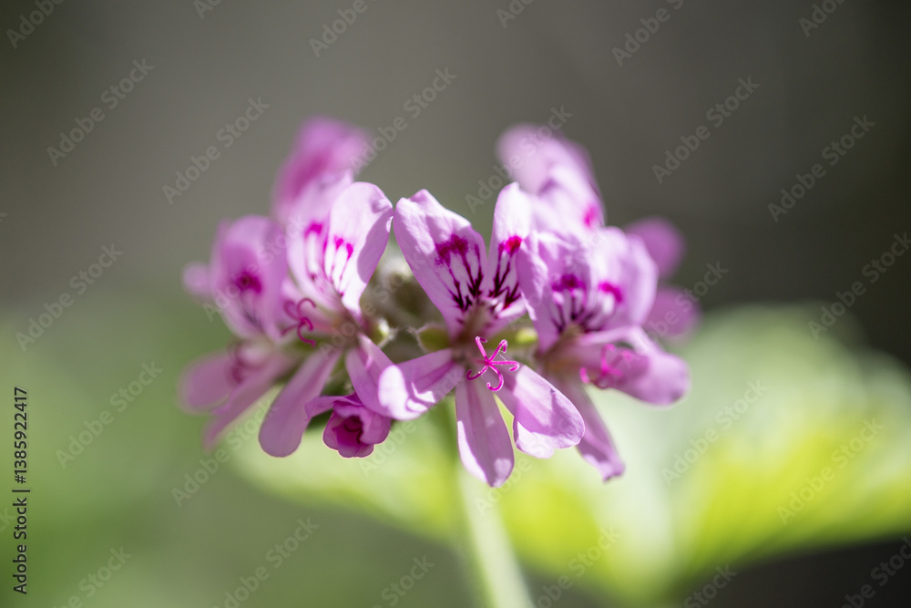 Obraz premium Fleurs de géranium