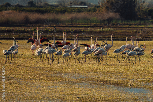 aves paisaje natural marjal Almenara España